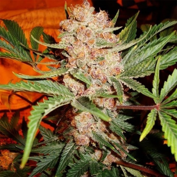 Семена конопли Errors-Seeds auto Bubblelicious Regular Украина