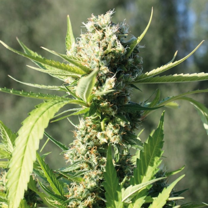 Разновидность семян марихуаны аддоны для tor browser hydraruzxpnew4af