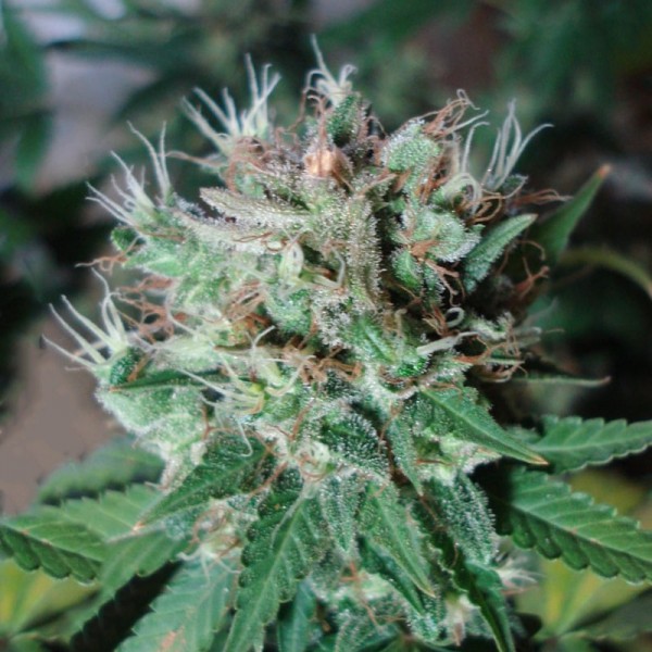 Семена конопли Errors-Seeds auto Dark Devil Regular Украина