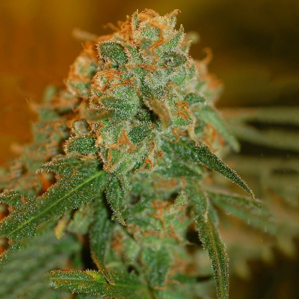 Семена конопли Errors-Seeds auto Lemon Regular Украина