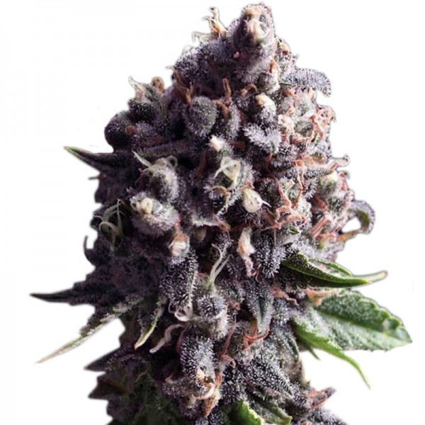 Семена конопли Errors-Seeds auto Purple Regular Украина