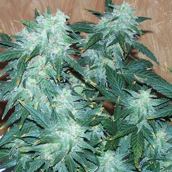 Семена конопли Errors-Seeds auto Shark Regular Украина