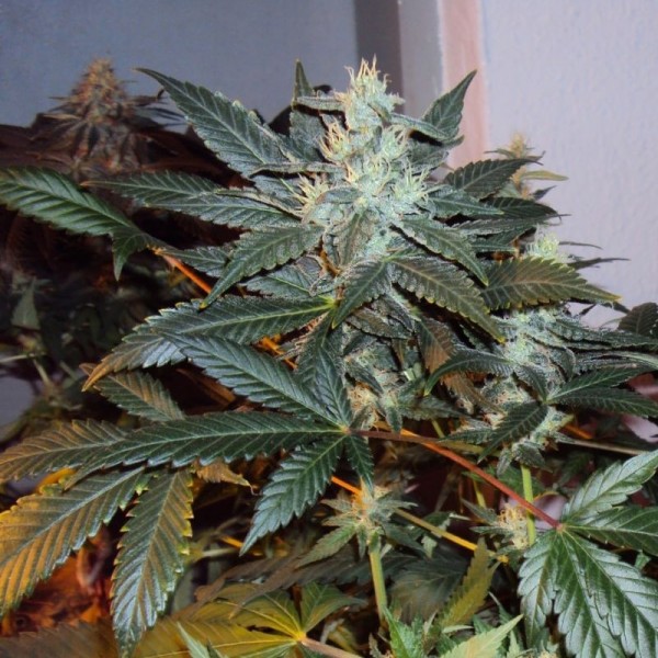 Семена конопли Errors-Seeds auto Skunk#1 Regular Украина