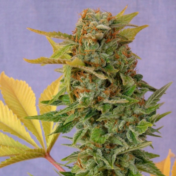 Семена конопли Errors-Seeds auto Somango Regular Украина