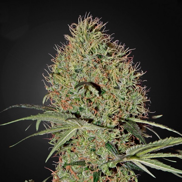 Семена конопли Errors-Seeds auto Super Bud Regular Украина