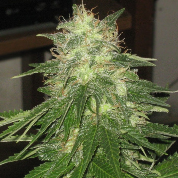 семена сортовая марихуана