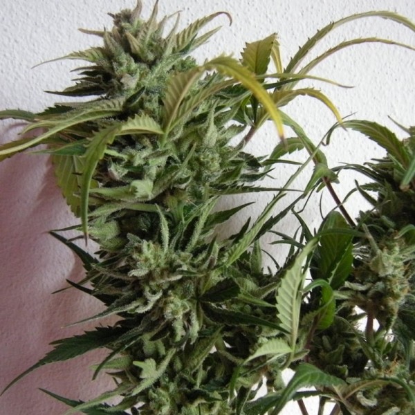 Семена конопли Errors-Seeds auto Sweet Special Regular Украина