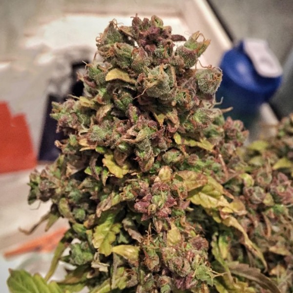 Насіння коноплі Errors-Seeds auto Whiteberry Regular Україна