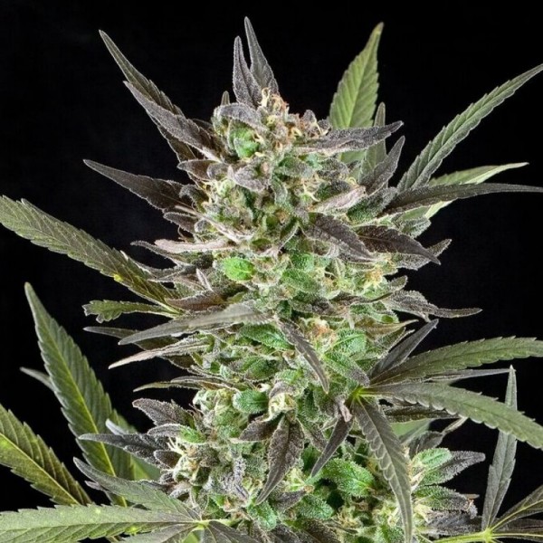 Насіння коноплі Errors-Seeds G13 Skunk feminised Україна