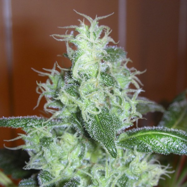 Семена конопли Errors-Seeds Skunk11 feminised импорт