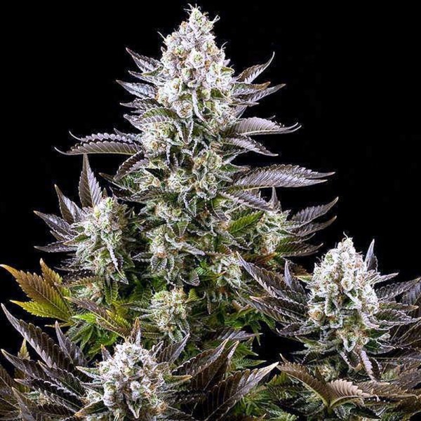 Насіння коноплі Errors-Seeds CBD White Widow feminised імпорт