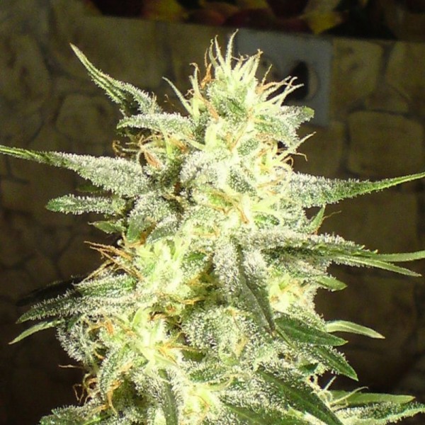 Насіння коноплі Errors-Seeds G13 Haze Regular Україна