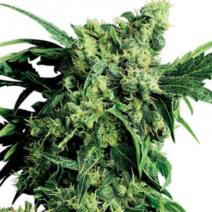 Выращивание марихуаны автоцвет скачать обои для рабочего стола марихуана
