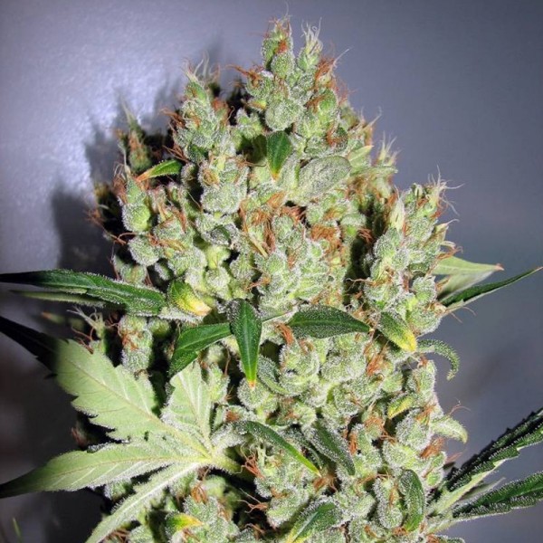 Насіння коноплі Errors-Seeds White Diesel Regular Україна