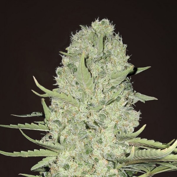 Семена конопли Errors-Seeds White Rhino Regular Украина