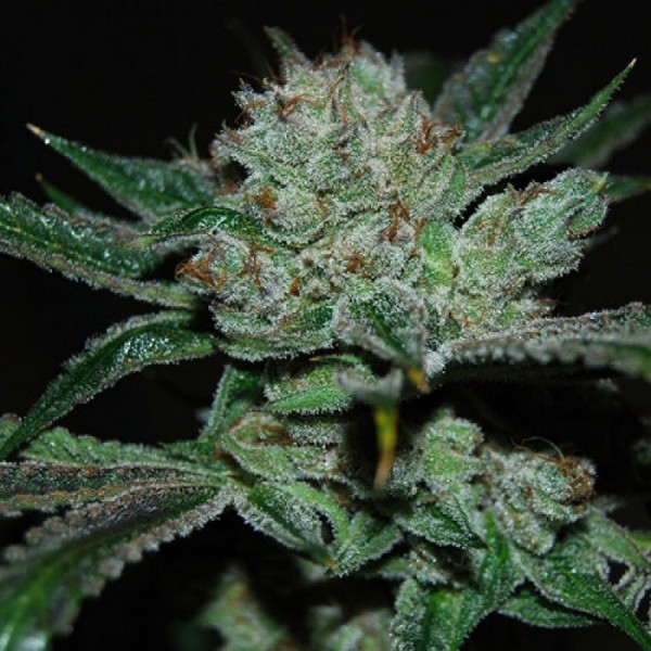 Семена конопли Errors-Seeds White Skunk Regular Украина