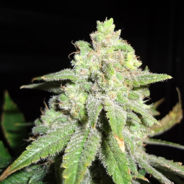 Семена конопли Errors-Seeds White Widow Regular Украина