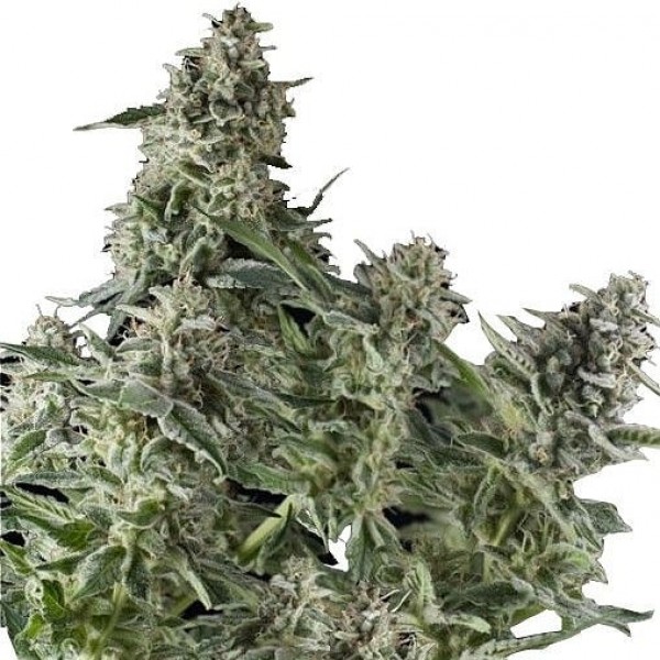 Насіння коноплі GanjaSeeds auto Northern Lights Regular