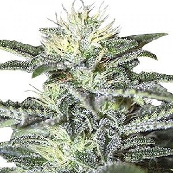 Насіння коноплі GanjaSeeds auto White Widow Regular