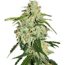 GanjaSeeds auto Big Bang feminised