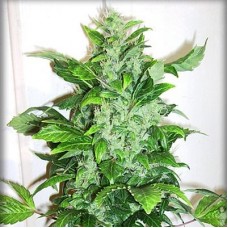 GanjaSeeds auto Big Bud feminised