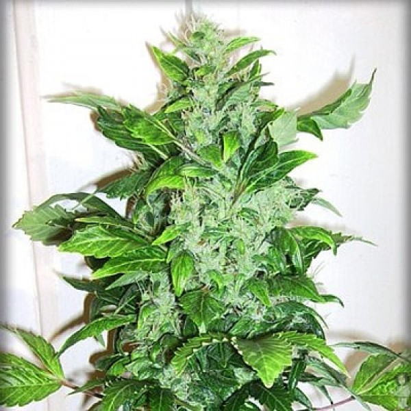 Семена конопли GanjaSeeds auto Big Bud feminised