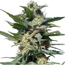 GanjaSeeds auto Big Devil2 feminised