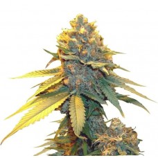 GanjaSeeds auto Blueberry feminised