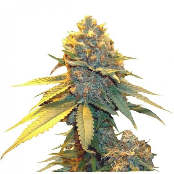 Насіння коноплі GanjaSeeds auto Blueberry feminised