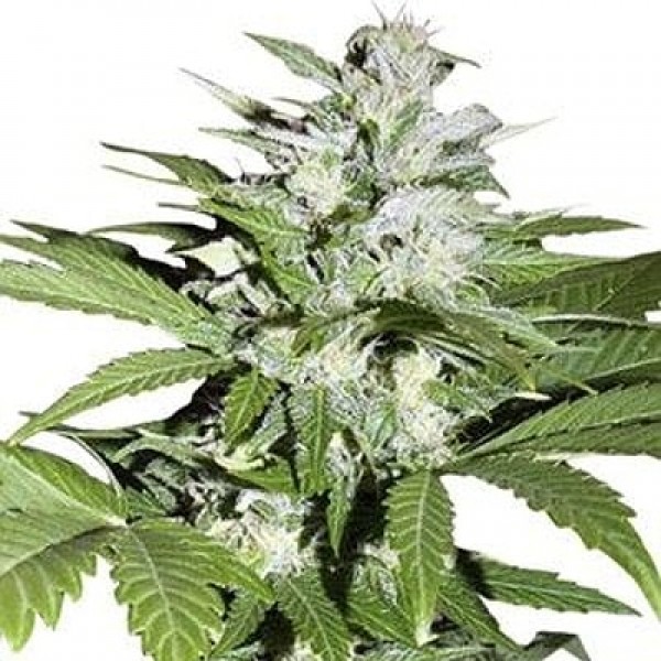 Насіння коноплі GanjaSeeds auto Hindu Kush feminised