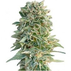 GanjaSeeds auto Jack feminised