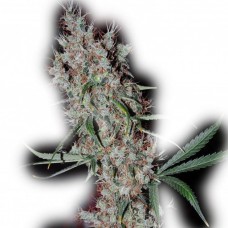 GanjaSeeds auto Kali Mist feminised