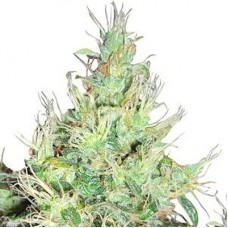 GanjaSeeds auto Lowryder2 feminised