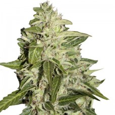 GanjaSeeds auto Mazar feminised