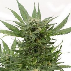 GanjaSeeds auto Sour Diesel feminised