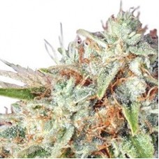 GanjaSeeds auto Super Bud feminised