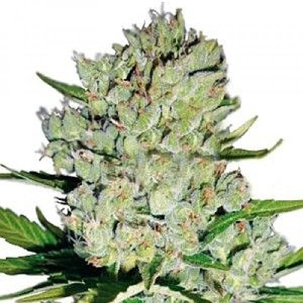 Насіння коноплі GanjaSeeds auto Super Skunk feminised