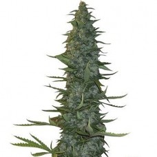 GanjaSeeds auto White Russian feminised