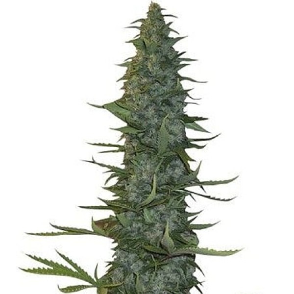 Семена конопли GanjaSeeds auto White Russian feminised