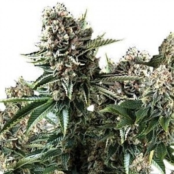 Семена конопли GanjaSeeds auto White Widow feminised