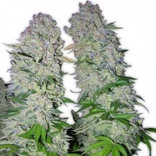 GanjaSeeds AK-47 feminised