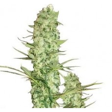 GanjaSeeds AK-48 feminised