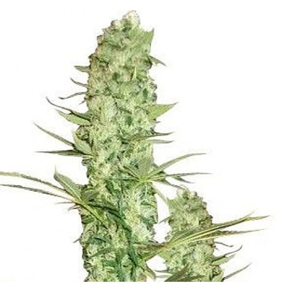 Семена конопли GanjaSeeds AK-48 feminised