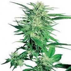 GanjaSeeds Big Bud feminised