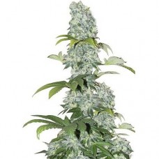 GanjaSeeds Black Domina feminised