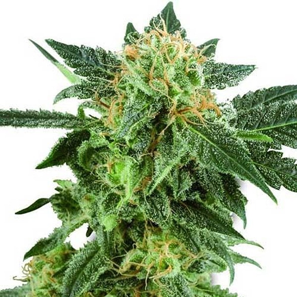 Семена конопли GanjaSeeds Black Russian feminised