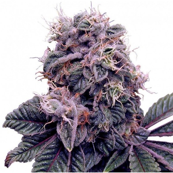 Семена конопли GanjaSeeds Blueberry feminised