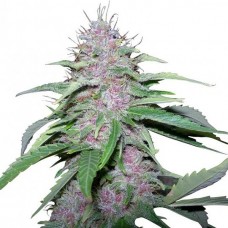 GanjaSeeds Bubble Gum feminised