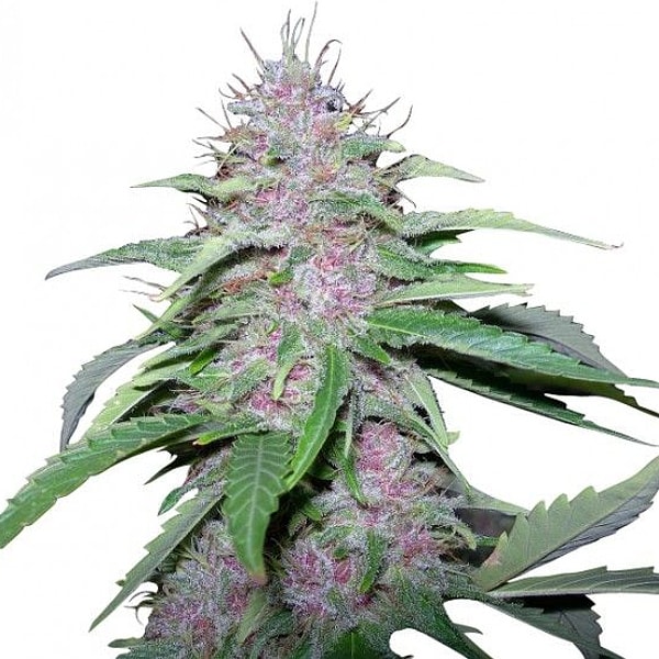 Насіння коноплі GanjaSeeds Bubble Gum feminised