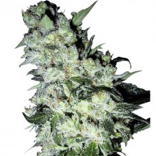 GanjaSeeds Chronic feminised